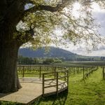 Denbies Vineyard Platform