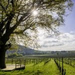 Denbies Vineyard Platform View