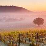 Denbies Vineyard Dusk