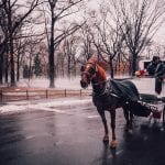 Horse-carriage-wedding-transport