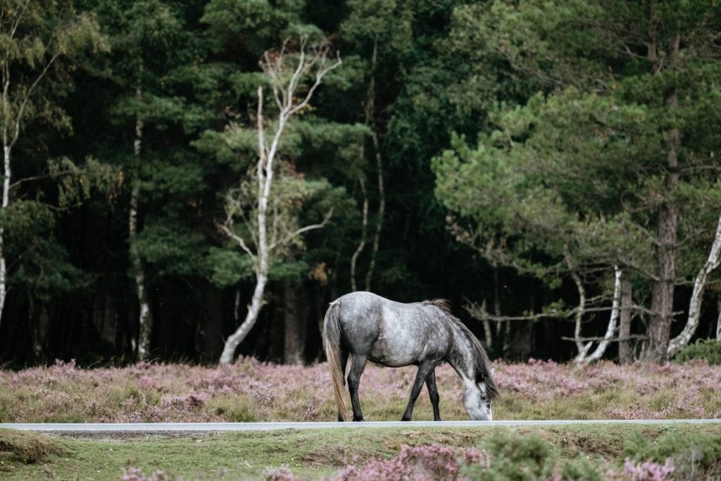 Hampshire