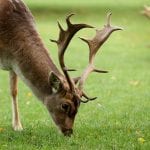 Whitworth_Hall_15
