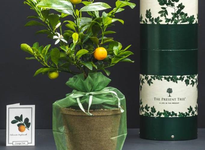 Fourth Anniversary Gift Ideas