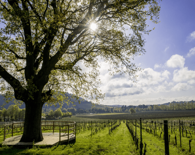 Denbies Vineyard Wedding Venue