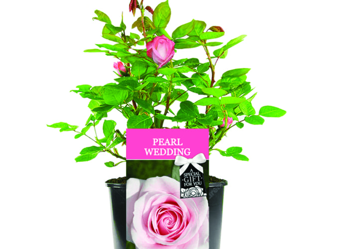 30th Wedding Anniversary Gift Ideas