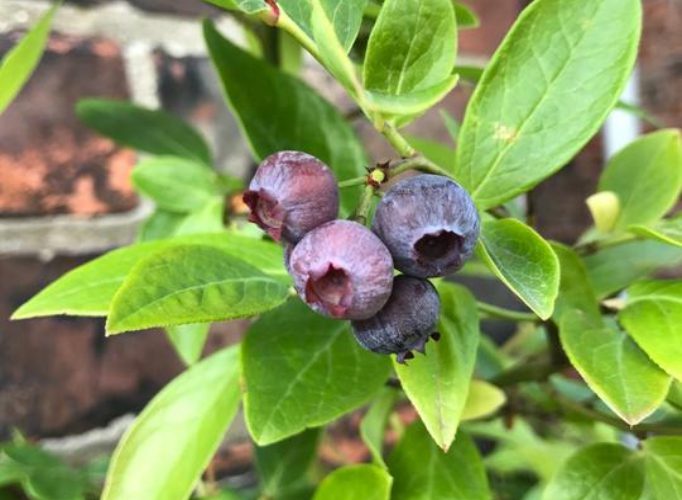 Blueberry Plant