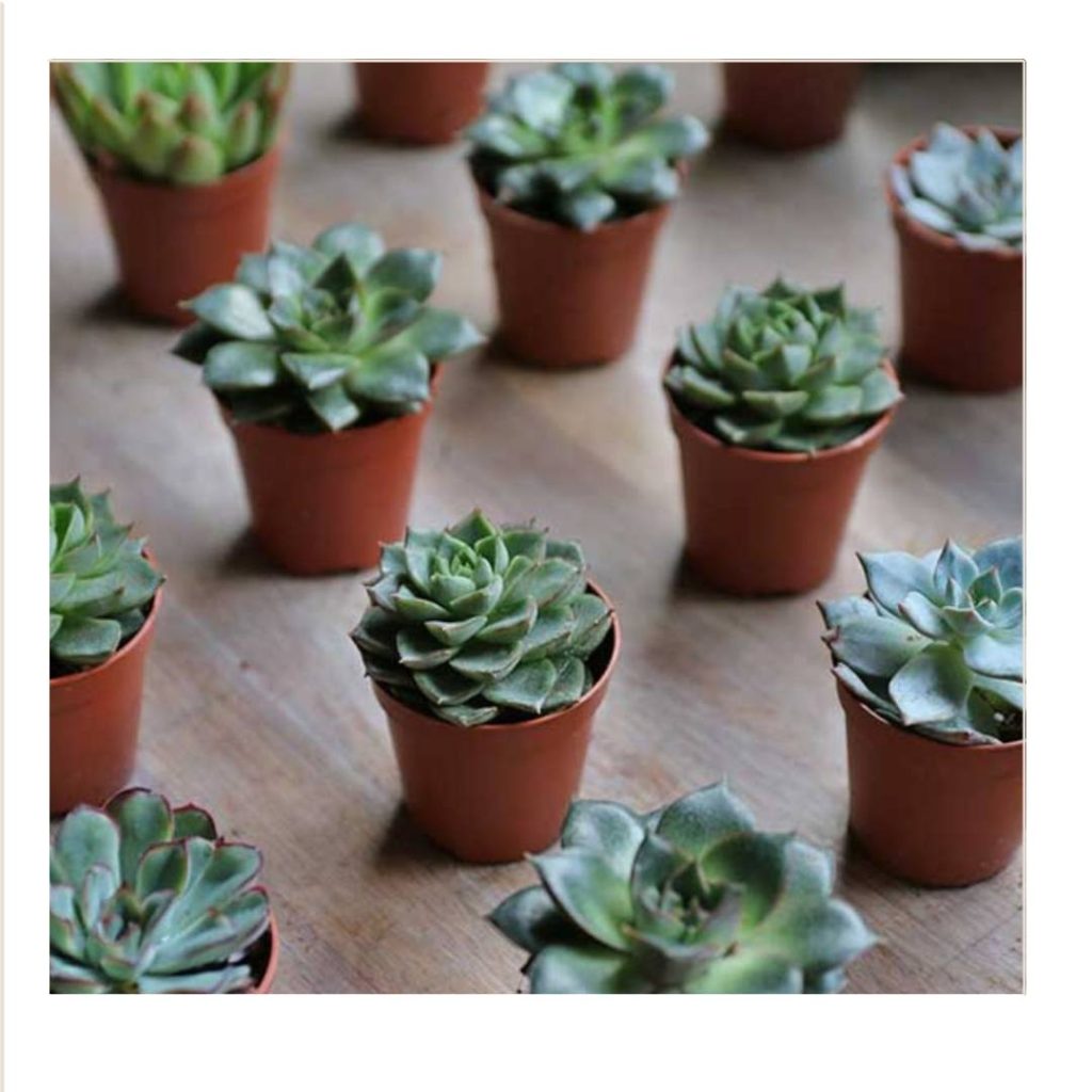 plant wedding favour