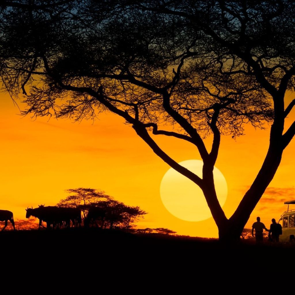 HONEYMOON